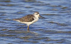 Marsh Sandpiper